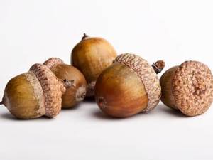 acorns photo